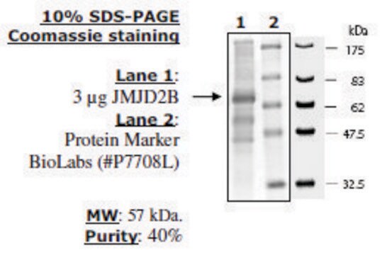 JMJD2B Active human recombinant, expressed in baculovirus infected insect cells, &#8805;40% (SDS-PAGE)