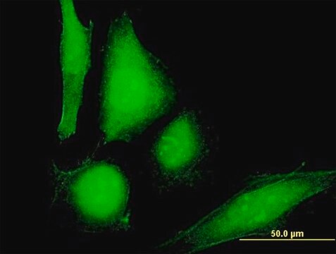 Anti-COP1 antibody produced in mouse purified immunoglobulin, buffered aqueous solution