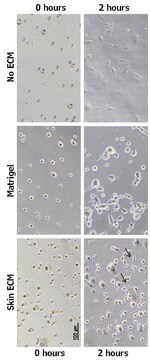 Haut-dEZM-Gel-Hydrogel-Kit