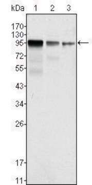 Monoclonal Anti-FER antibody produced in mouse clone 5D2C4, ascites fluid