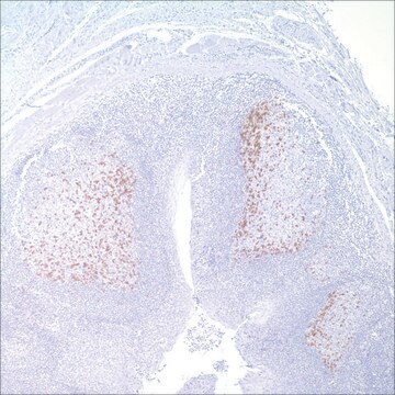 PD-1 (NAT105) Mouse Monoclonal Antibody