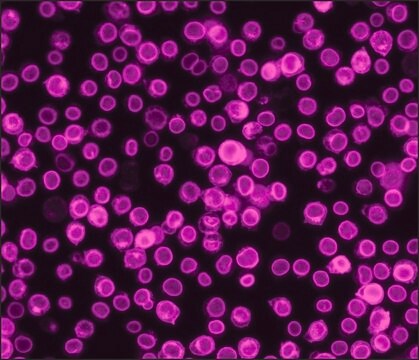 Anti-Guinea Pig IgG (H+L), highly cross-adsorbed, CF&#8482;660C antibody produced in donkey ~2&#160;mg/mL, affinity isolated antibody, buffered aqueous solution