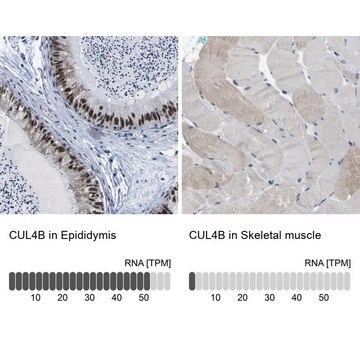 抗CUL4B ウサギ宿主抗体 Prestige Antibodies&#174; Powered by Atlas Antibodies, affinity isolated antibody, buffered aqueous glycerol solution