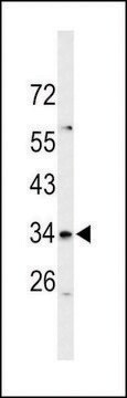 ANTI-S39A3 (CENTER) antibody produced in rabbit affinity isolated antibody, buffered aqueous solution