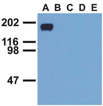 Monoclonal Anti-EGFR (PhosphoTyr992) antibody produced in mouse clone EM-12