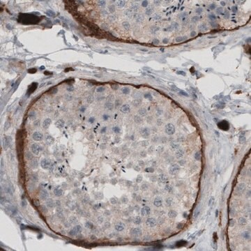 Monoclonal Anti-LAMA1 antibody produced in mouse Prestige Antibodies&#174; Powered by Atlas Antibodies, clone CL2968, purified immunoglobulin, buffered aqueous glycerol solution