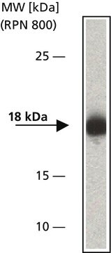 Anti-ARF6 antibody, Mouse monoclonal clone ARFAG, purified from hybridoma cell culture