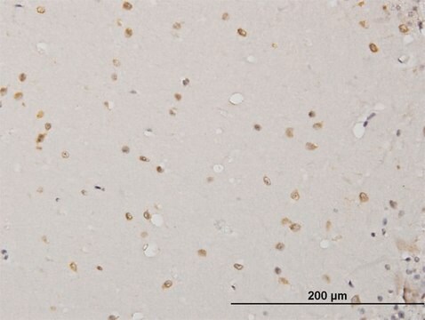 Monoclonal Anti-ABL2 antibody produced in mouse clone 5C6, purified immunoglobulin, buffered aqueous solution