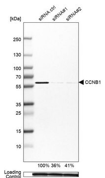 抗CCNB1抗体 ウサギ宿主抗体 Prestige Antibodies&#174; Powered by Atlas Antibodies, affinity isolated antibody