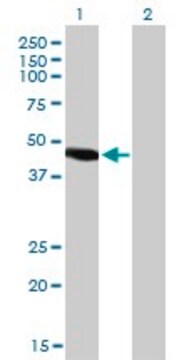 Monoclonal Anti-NR2E3 antibody produced in mouse clone 2A12, purified immunoglobulin, buffered aqueous solution