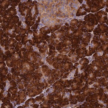 Anti-RNASEK antibody produced in rabbit Prestige Antibodies&#174; Powered by Atlas Antibodies, affinity isolated antibody, buffered aqueous glycerol solution