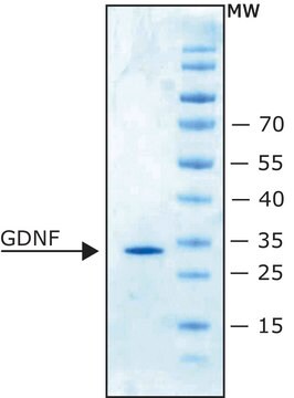 神经胶质细胞系来源的神经营养因子 人 recombinant, expressed in E. coli, lyophilized powder, suitable for cell culture, &#8805;98% (SDS-PAGE)