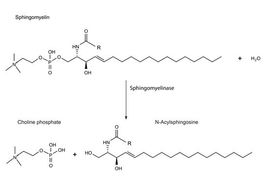 Sphingomyelinase aus Staphylococcus aureus buffered aqueous glycerol solution, 100-300&#160;units/mg protein (Lowry)