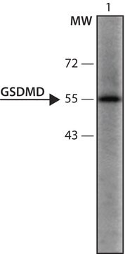 抗-GSDMD (126-138) ウサギ宿主抗体 IgG fraction of antiserum, buffered aqueous solution