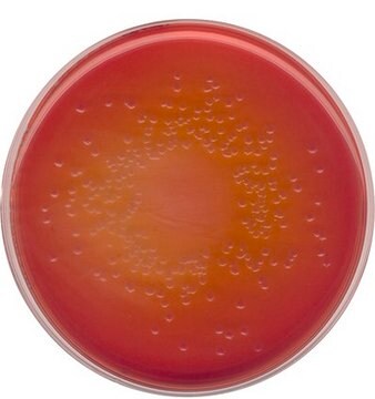 Ágar de MacCONKEY for the isolation of Salmonella, Shigella and coliform bacteria (According harm. EP/USP/JP)