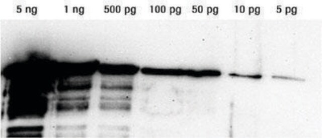 Lumi-LightPLUS Western-Blot-Substrat pkg of 100&#160;mL (1,000 cm2 membrane)