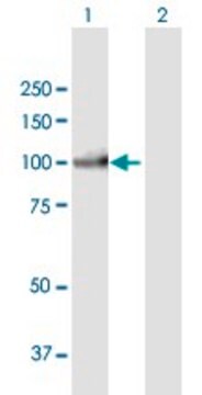 Anti-PIWIL3 antibody produced in mouse purified immunoglobulin, buffered aqueous solution