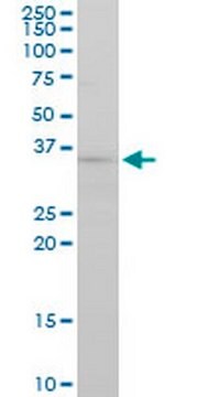 Anti-FGF8 Mouse mAb (2A10) liquid, clone 2A10, Calbiochem&#174;