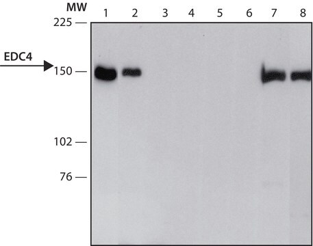 Anti-EDC4 (C-terminal) antibody produced in rabbit ~1.0&#160;mg/mL, affinity isolated antibody