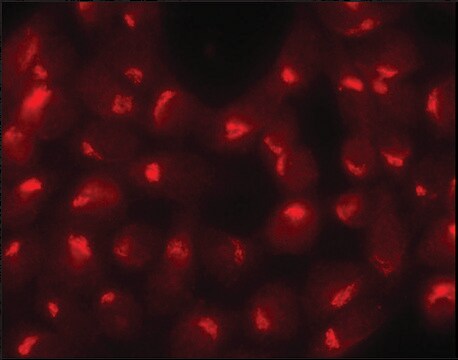 Anti-Sec23 兔抗 ~1&#160;mg/mL, affinity isolated antibody, buffered aqueous solution