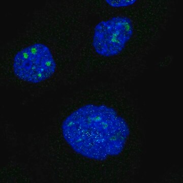 Anti-NRIP1 antibody produced in rabbit Prestige Antibodies&#174; Powered by Atlas Antibodies, affinity isolated antibody