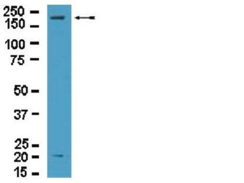 Anti-DOCK2-Antikörper from rabbit, purified by affinity chromatography