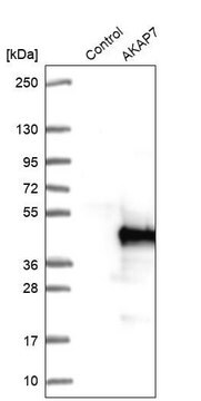 Anti-AKAP7 antibody produced in rabbit Prestige Antibodies&#174; Powered by Atlas Antibodies, affinity isolated antibody, buffered aqueous glycerol solution