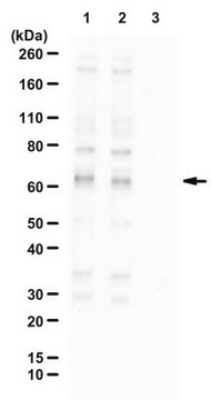 Anti-phospho-SIN1 (Thr398) from rabbit, purified by affinity chromatography