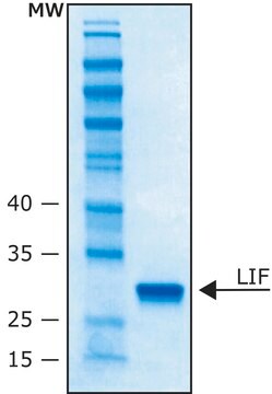 白血病抑制因子 人 LIF, recombinant, expressed in E. coli, 10 &#956;g/ml, buffered aqueous solution (pH 7.4), suitable for cell culture