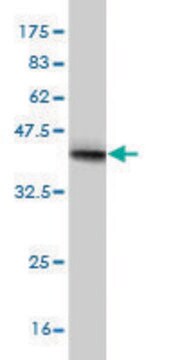 Monoclonal Anti-NEB antibody produced in mouse clone 1F4, purified immunoglobulin, buffered aqueous solution