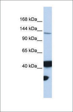 Anti-MLH3 antibody produced in rabbit affinity isolated antibody