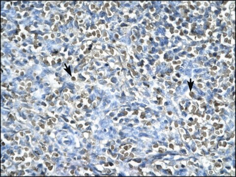 Anti-ASGR2 (AB2) antibody produced in rabbit IgG fraction of antiserum