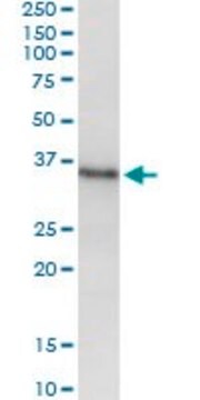 ANTI-MSX1 antibody produced in mouse clone 3A8, purified immunoglobulin, buffered aqueous solution