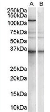 Anti-PUM2 antibody produced in goat affinity isolated antibody, buffered aqueous solution