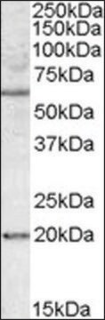 Anti-BAG4 antibody produced in goat affinity isolated antibody, buffered aqueous solution