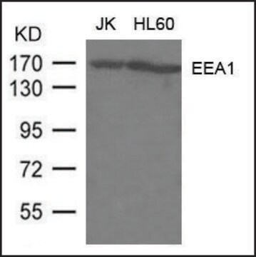 抗EEA1抗体 ウサギ宿主抗体 affinity isolated antibody