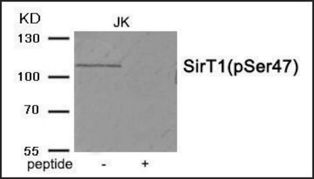 Anti-phospho-SirT1 (pSer47) antibody produced in rabbit affinity isolated antibody