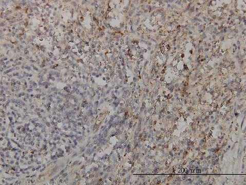 Monoclonal Anti-GRAP2 antibody produced in mouse clone 1G12, purified immunoglobulin, buffered aqueous solution