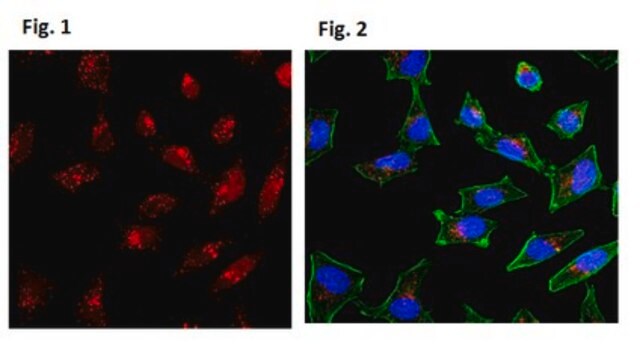 Anticorps anti-LC3-I/II from rabbit, purified by affinity chromatography