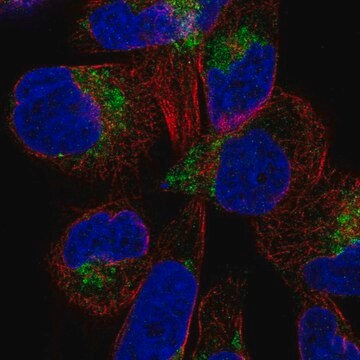 Anti-DIRC2 antibody produced in rabbit Prestige Antibodies&#174; Powered by Atlas Antibodies, affinity isolated antibody