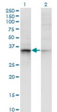 Monoclonal Anti-AKR7A2 antibody produced in mouse clone 2H3, purified immunoglobulin, buffered aqueous solution