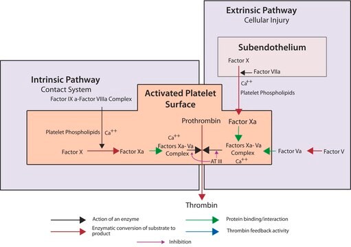 Faktor X, aktiviert (Xa) aus Rinderplasma aqueous glycerol solution