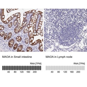 抗MAOA抗体 ウサギ宿主抗体 Prestige Antibodies&#174; Powered by Atlas Antibodies, affinity isolated antibody, buffered aqueous glycerol solution