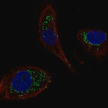 Anti-DNAJC5B antibody produced in rabbit Prestige Antibodies&#174; Powered by Atlas Antibodies, affinity isolated antibody