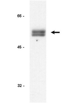 Anticuerpo anti-ciclina E, clon HE12 clone HE12, Upstate&#174;, from mouse