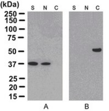 ProteoExtract&#174; Cytoskeleton Enrichment