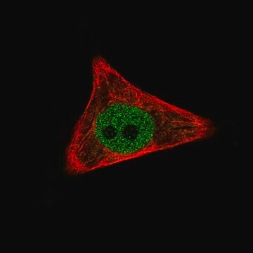 Monoklonalny anty-WTR1 Prestige Antibodies&#174; Powered by Atlas Antibodies, clone CL0370, purified immunoglobulin, buffered aqueous glycerol solution