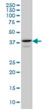 Monoclonal Anti-E2F4 antibody produced in mouse clone 5B7, purified immunoglobulin, buffered aqueous solution