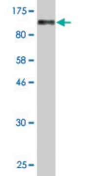 Monoclonal Anti-MAGED1 antibody produced in mouse clone 1G11, purified immunoglobulin, buffered aqueous solution