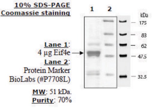 eIF4E Active human N-terminal GST-tag, recombinant, expressed in E. coli, &#8805;70% (SDS-PAGE)